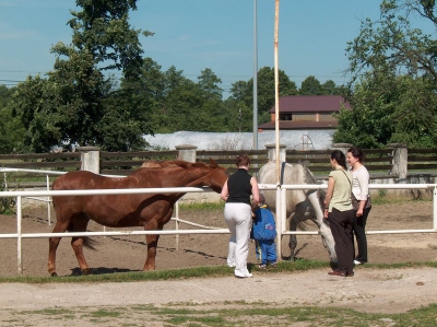 Ostatnia w tym przedszkolnym roku wycieczka Radosnych Maluchów na koniki.