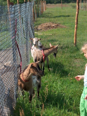 Radosne Maluchy na wycieczce do mini zoo.